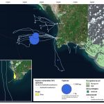 Cartographie des Espèces vulnérables capturées, cas de la sardinelle